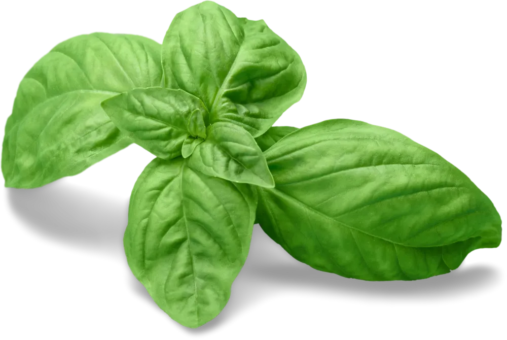 basil