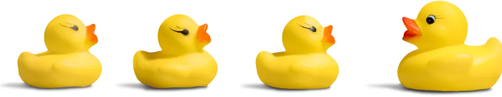ducks 1